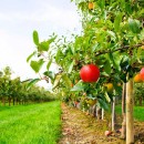 apple orchard-57f6e7b018432.jpg